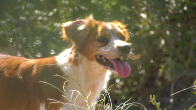 Perros de caza (T1): Spaniel bretón