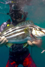 Pesca submarina en los...: Arún de aleta azul