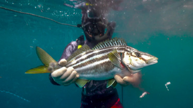 Pesca submarina en los...: Arún de aleta azul