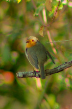 Especies (T3): Petirrojo