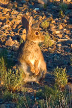 Especies (T3): Conejo europeo