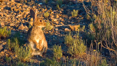 Especies (T3): Conejo europeo