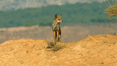 Especies (T3): Zorro