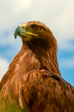 Especies (T3): Águila real