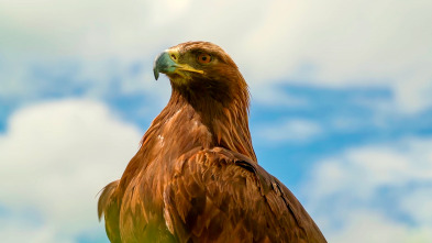 Especies (T3): Águila real