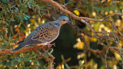 Especies (T3): Tórtola europea