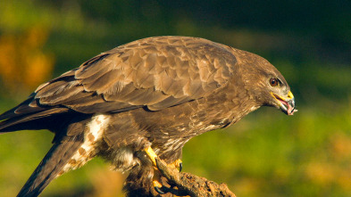 Especies (T3): Busardo ratonero