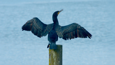 Imagen de Especies (T3): Cormorán moñudo - 2