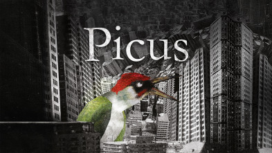 Picus