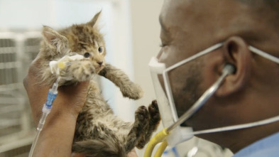 Critter fixers:...: Gatástrofe