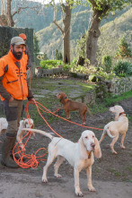 Imagen de Jabalineros (T5): Jabalíes con Sabueso Español - 1