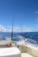 Pesca de altura... (T1): La pesca del pez vela o sail fish