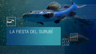 Imagen de La fiesta del Surubí - 2