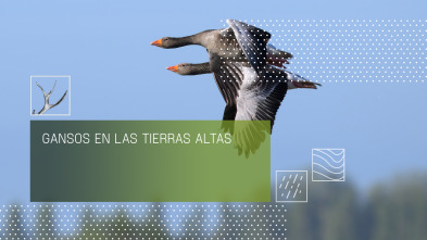 Imagen de Gansos en las tierras altas - 2
