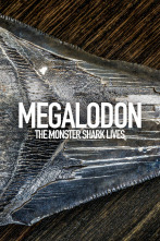 La leyenda del Megalodón