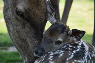 Bambi, una vida en el bosque