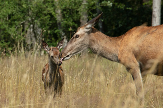 Bambi, una vida en el bosque