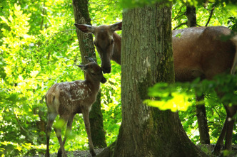 Bambi, una vida en el bosque