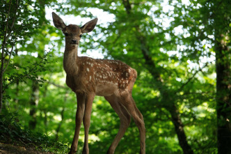 Bambi, una vida en el bosque