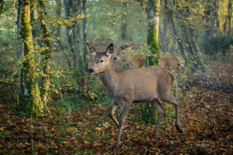 Bambi, una vida en el bosque