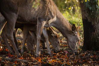 Bambi, una vida en el bosque