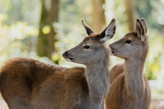 Bambi, una vida en el bosque