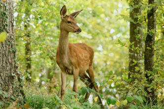 Bambi, una vida en el bosque