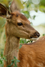 Bambi, una vida en el bosque