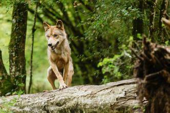 Bambi, una vida en el bosque