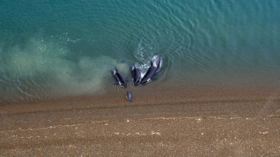 Imagen de The Americas: Patagonia - 2