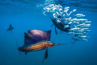 The Americas: El Caribe