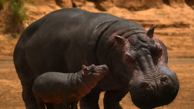 Jane (T3): Hippopotamus amphibius