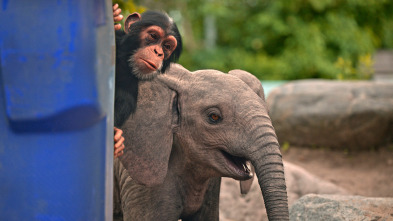 Jane (T3): Loxodonta africana