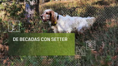 De becadas con setter
