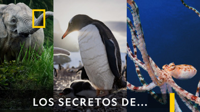 Los secretos de los pingüinos 