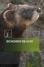 Bicheando en la R2
