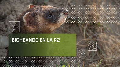 Bicheando en la R2