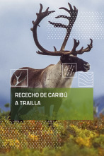 Imagen de Rececho de caribú a traílla - 1