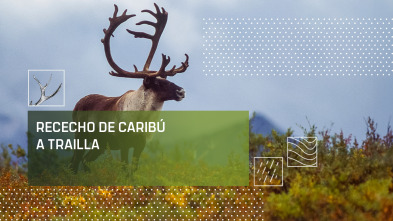 Imagen de Rececho de caribú a traílla - 2
