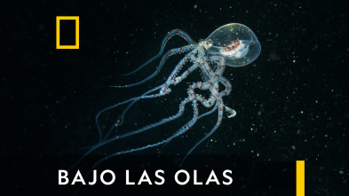 Imagen de Bajo las olas  - 2