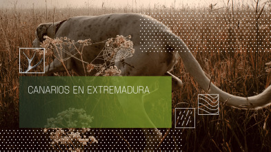 Imagen de Canarios en Extremadura - 2