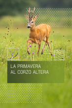 Imagen de La primavera al corzo altera - 1