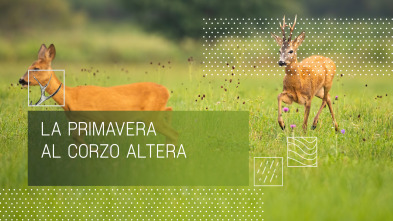 Imagen de La primavera al corzo altera - 2