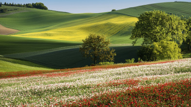 Imagen de La primavera al corzo altera - 3