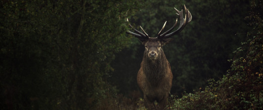 Imagen de Wilding, el regreso de la naturaleza - 5