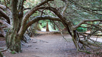 Imagen de La vida secreta de los árboles  - 5