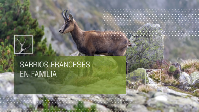 Imagen de Sarrios franceses en familia - 4