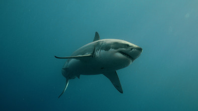 Imagen de Investigación: ataques...: Tiburones blancos de California - 1
