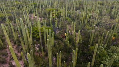 Imagen de Dúo de... (T2): Tehuacán - 2