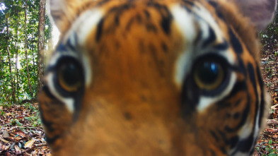 Imagen de Instinto animal: Tigres - 2